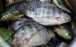 Native Fish