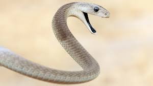 Snake Bit