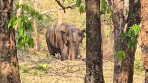 Elephant Athirapilly