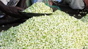 Jasmine