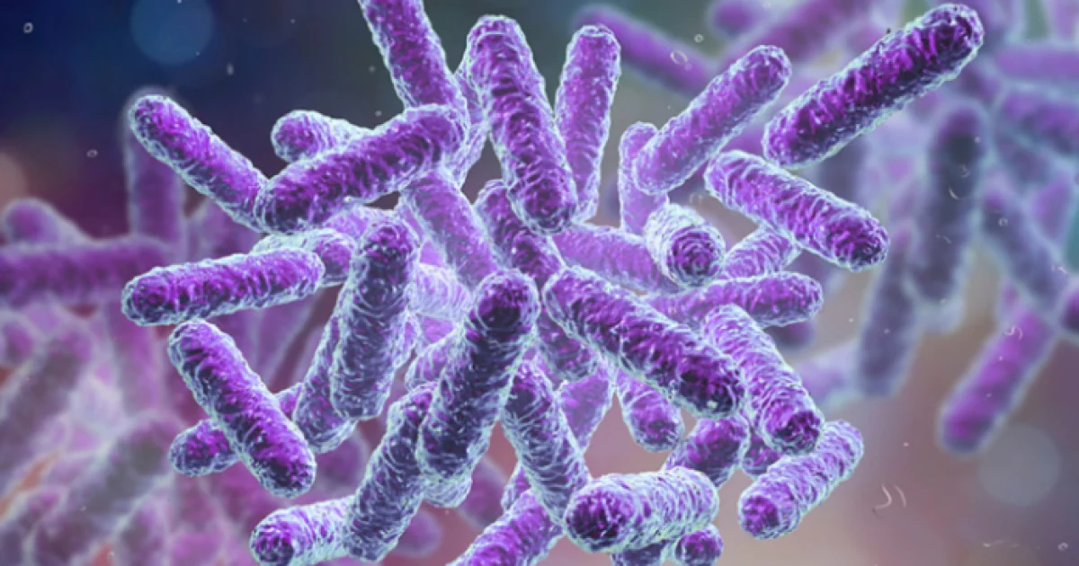 Shigella