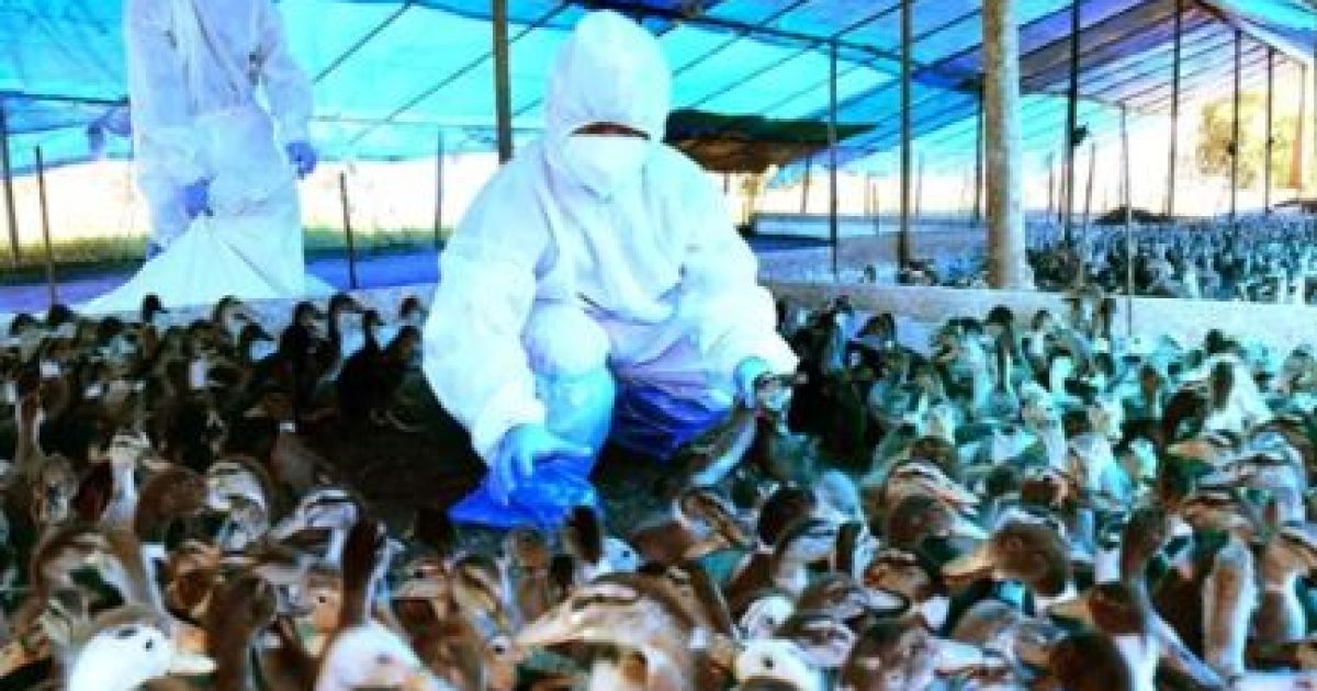 Bird Flu