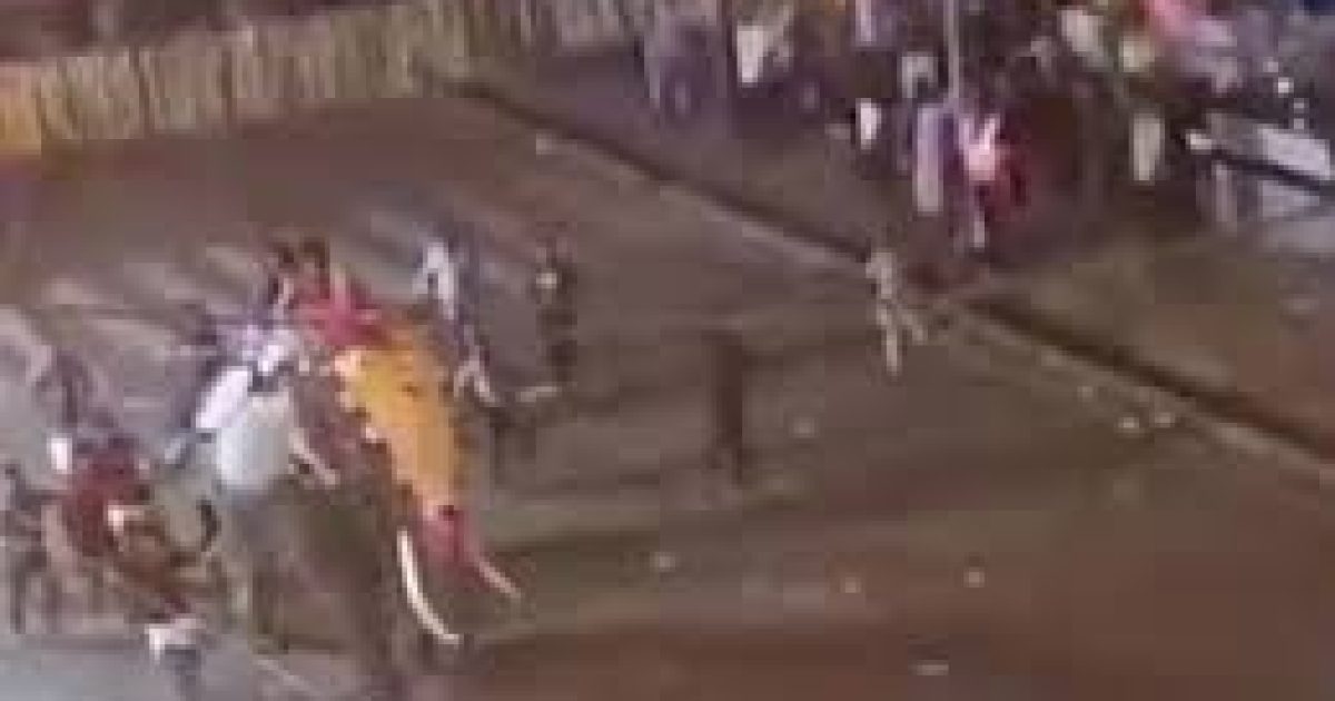 Elephant In Tcr Pooram