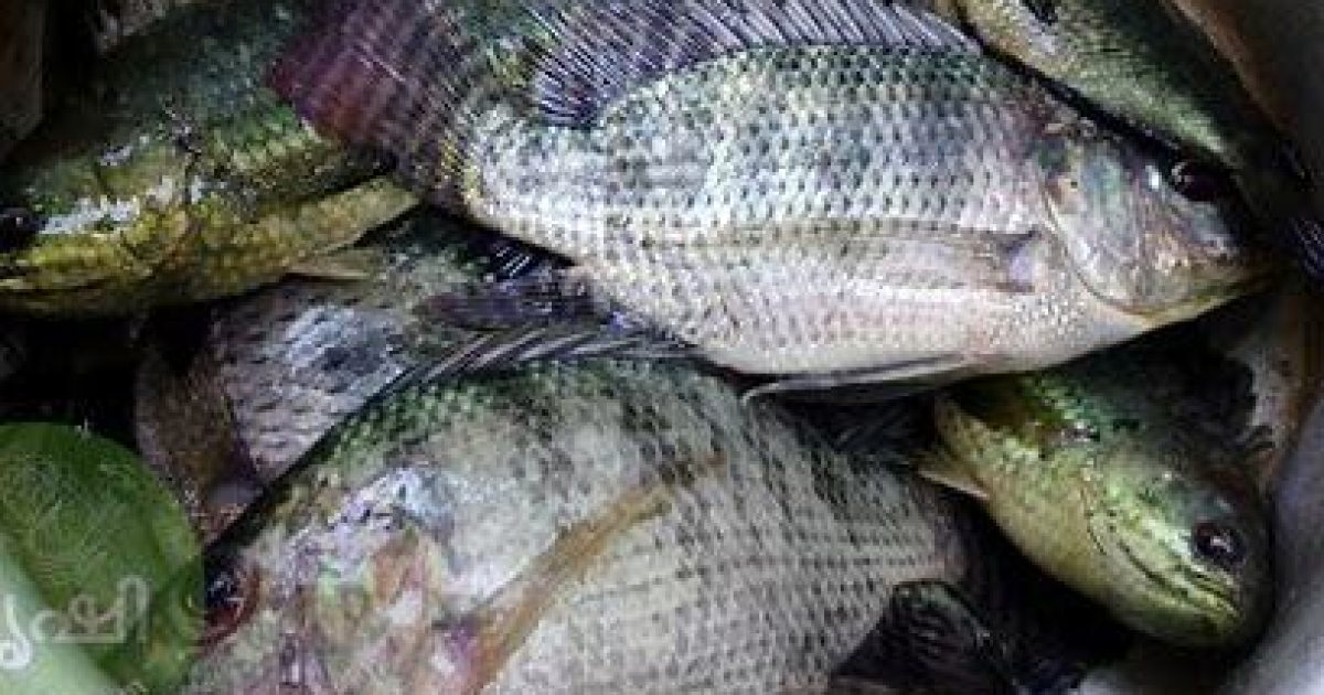 Native Fish