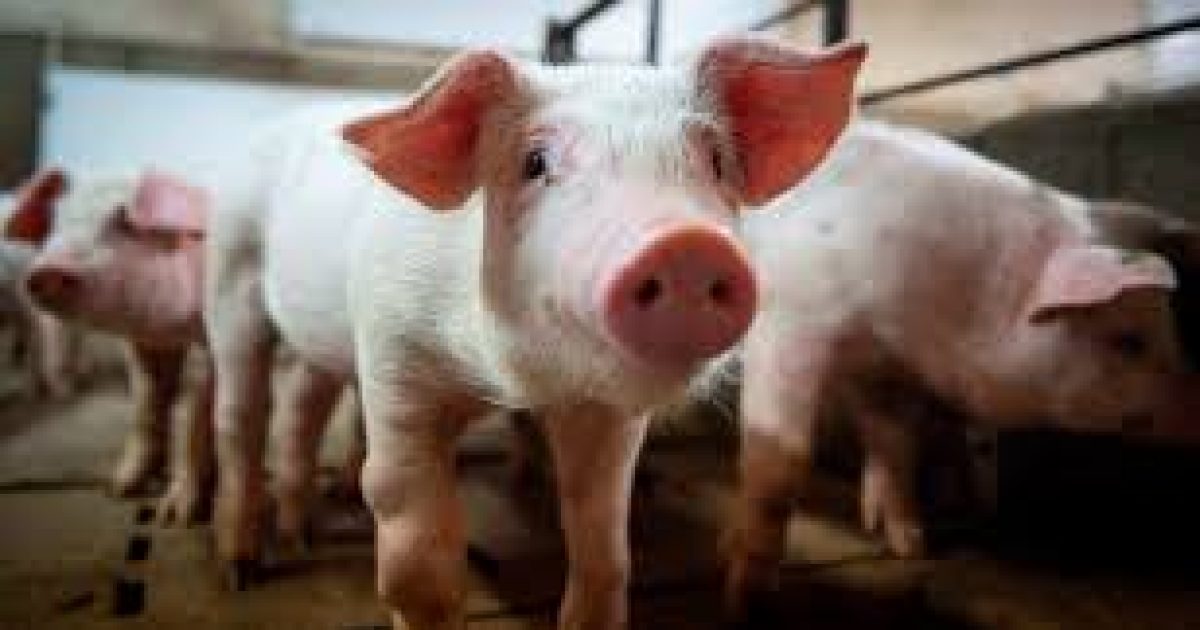 Pig 1
