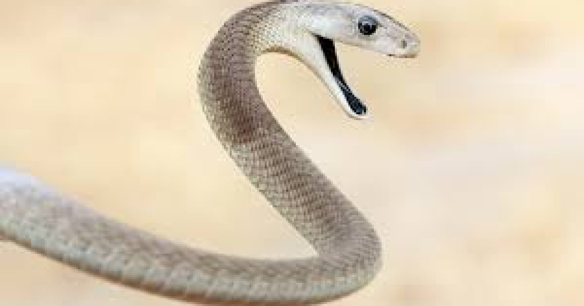 Snake Bit