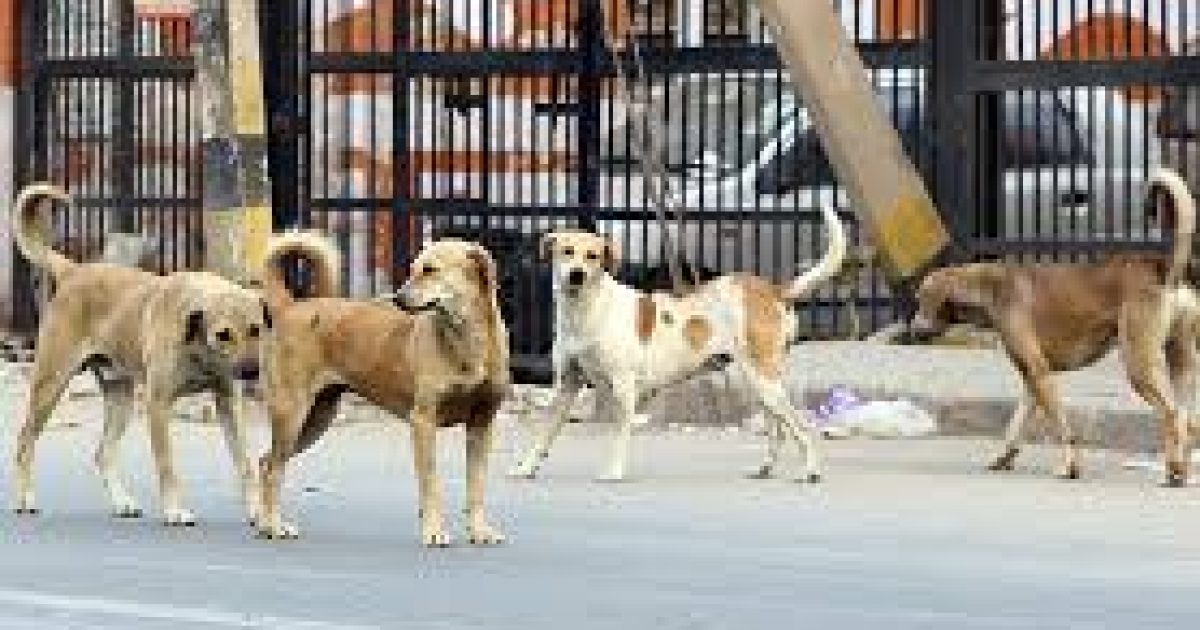 Street Dogs