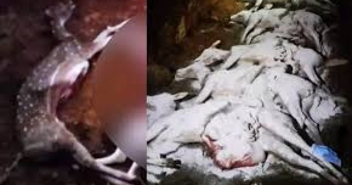 Zoo Deer Death